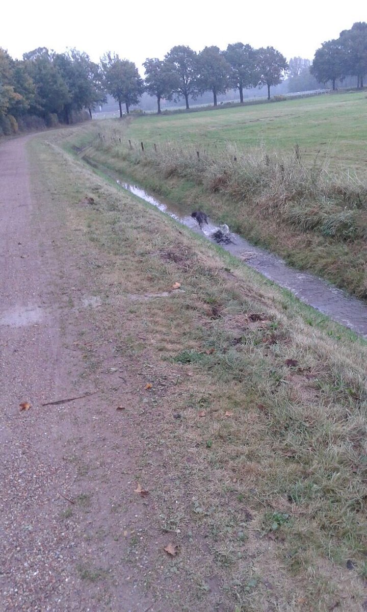 ThijsLippie's tweet photo. Appje van mijn zusje: en daar gaat Mormel... #grmbll https://t.co/RQq11xgmGM