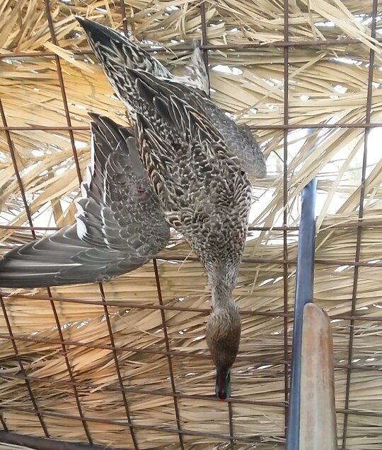 ammarjjj's tweet photo. #صيدي #اليوم #بط #نحم #غرب_القصيم #الحيسونيه https://t.co/O1JPrSSt8x