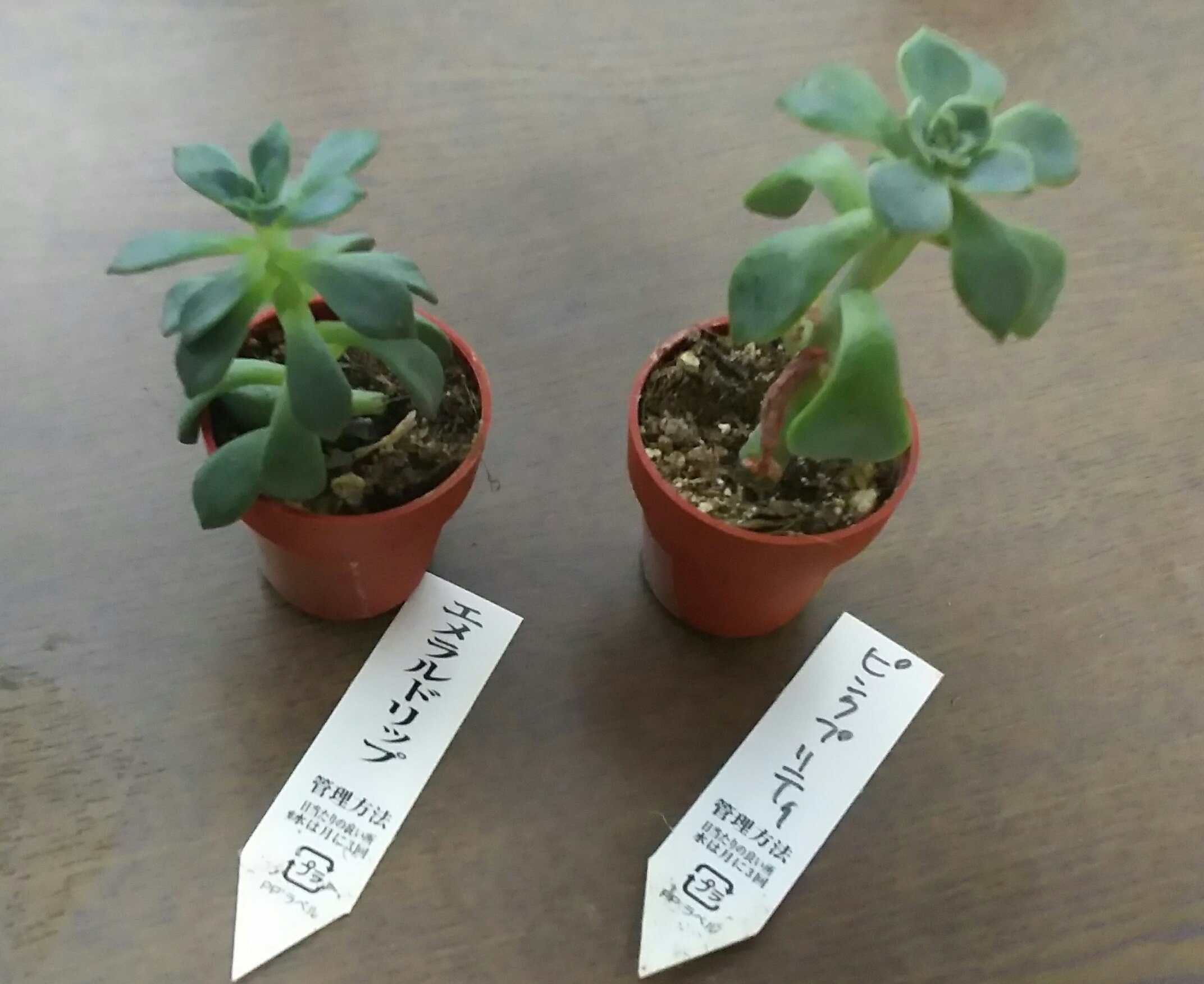 なぁ Twitterren 園芸屋さんに行ったら 徒長しちゃって 半額以下になっちゃってたから買ってみた 葉挿ししようかなー 多肉植物 エメラルドリップ ピンクプリティ T Co Tnpdmwxv53 Twitter