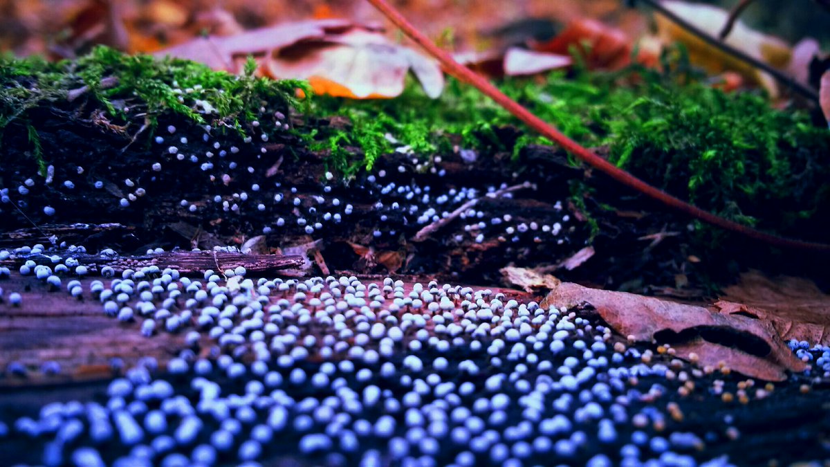 Kata_Klencsar's tweet photo. @ipiccy #iPiccy #AutumnContest #2016fall #2016fallphotocontest #photo #fall https://t.co/2SIQm5BRmM