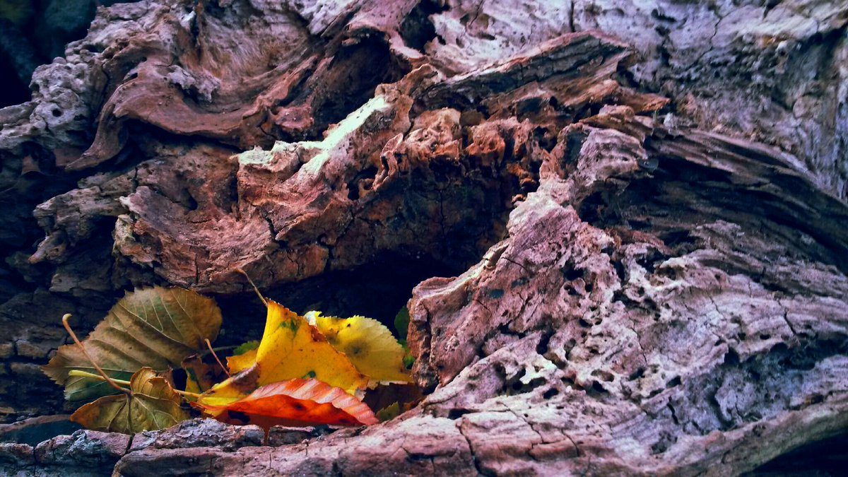 Kata_Klencsar's tweet photo. @ipiccy #iPiccy #AutumnContest #2016fall #2016fallphotocontest #photo #fall https://t.co/2SIQm5BRmM