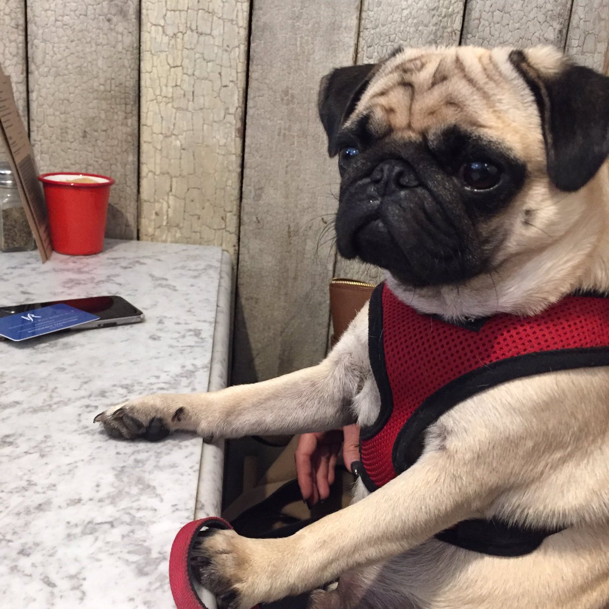 percy pug percy pug of bath percypugbath percy pug percy pug of bath percypugbath