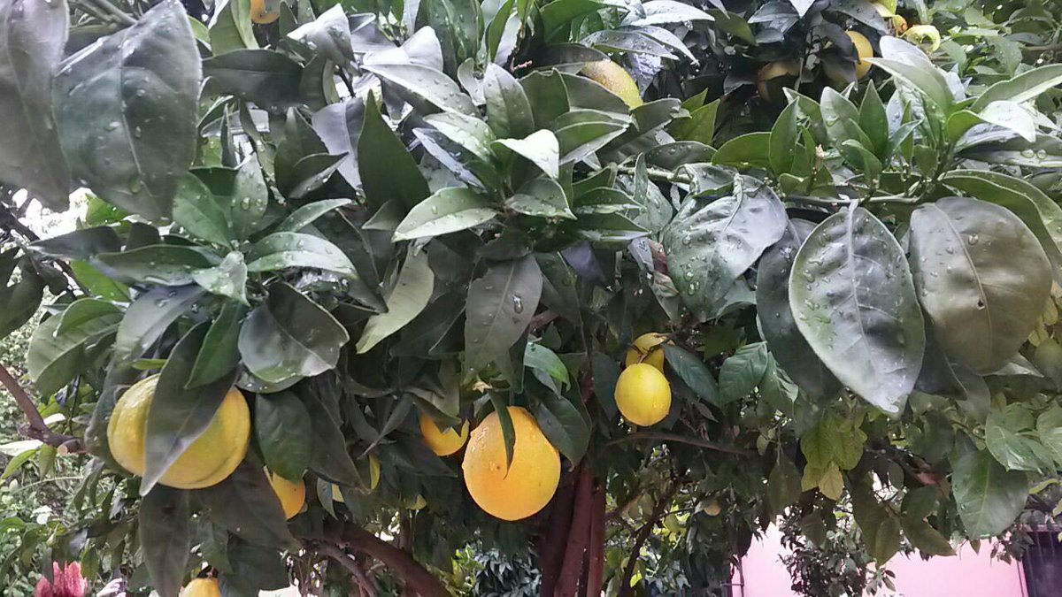 Benditaext's tweet photo. Belleza natural en estado puro!!! 😁😁😁 https://t.co/IpRJs098Nu