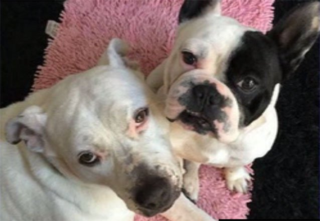 7NewsAustralia's tweet photo. Heartless man throws 14-week-old French bulldog into a creek on the NSW Central Coast https://t.co/ow25bm3Fdz #7News https://t.co/bh9biJmKIn
