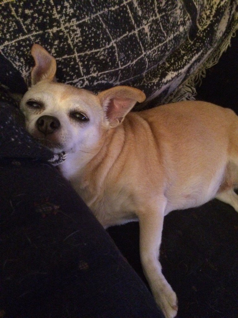 blaubach's tweet photo. Daisy was exhausted after a full day of offering therapy! https://t.co/4nvDJaOBq2