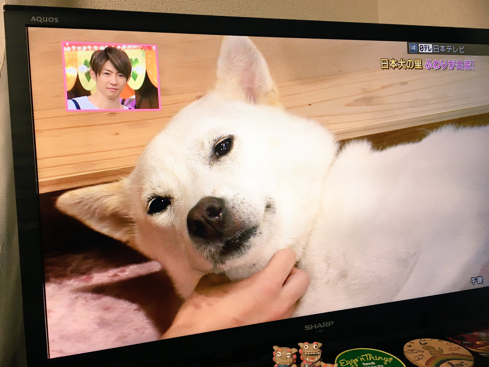 日本犬の里 Twitter Search Twitter