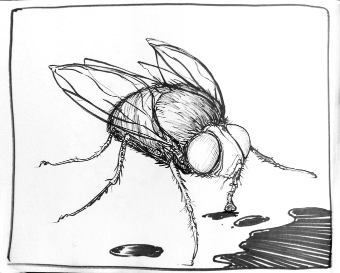 #inktober2016 #inktober #inktoberchallenge #inkdrawing #small #fly 