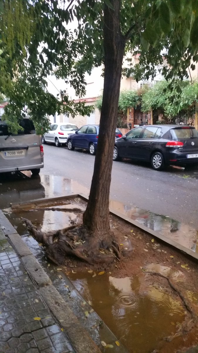 Estacion69G's tweet photo. @EmergenciasSev Árbol con PELIGRO DE CAÍDA en Calle Asturias N°13 41003 Sevilla. #PoliciaLocalSevilla https://t.co/abyj4PG7d9