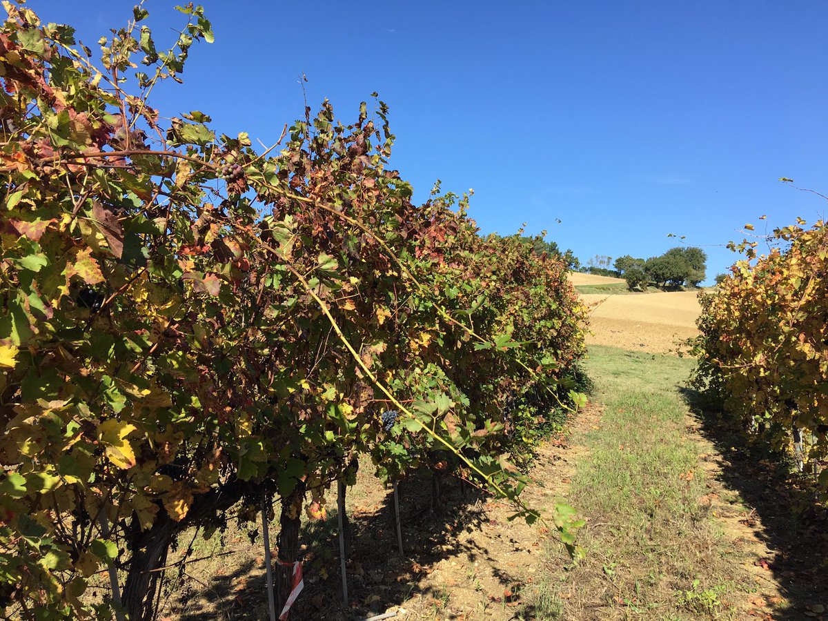 iLoveMarche's tweet photo. Dalla vigna  alla cantina, fino alla tavola! #MonteschiavoExperience si conclude con l'assaggio del #Tassanare 😉 https://t.co/1smNjNqriI