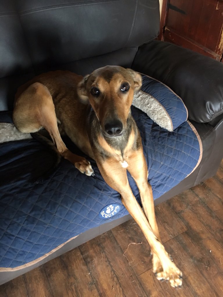 Lenny 💕 #lurcher #rescue