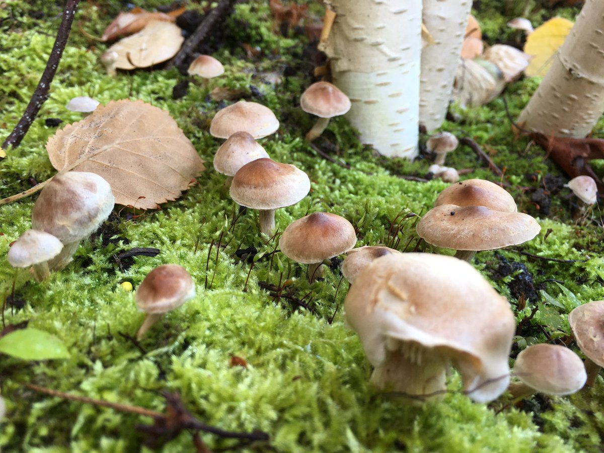 roseandesq's tweet photo. Searching for fairies at Okells #fairies #tarporley #cheshire #mushrooms https://t.co/kYDJEiByed