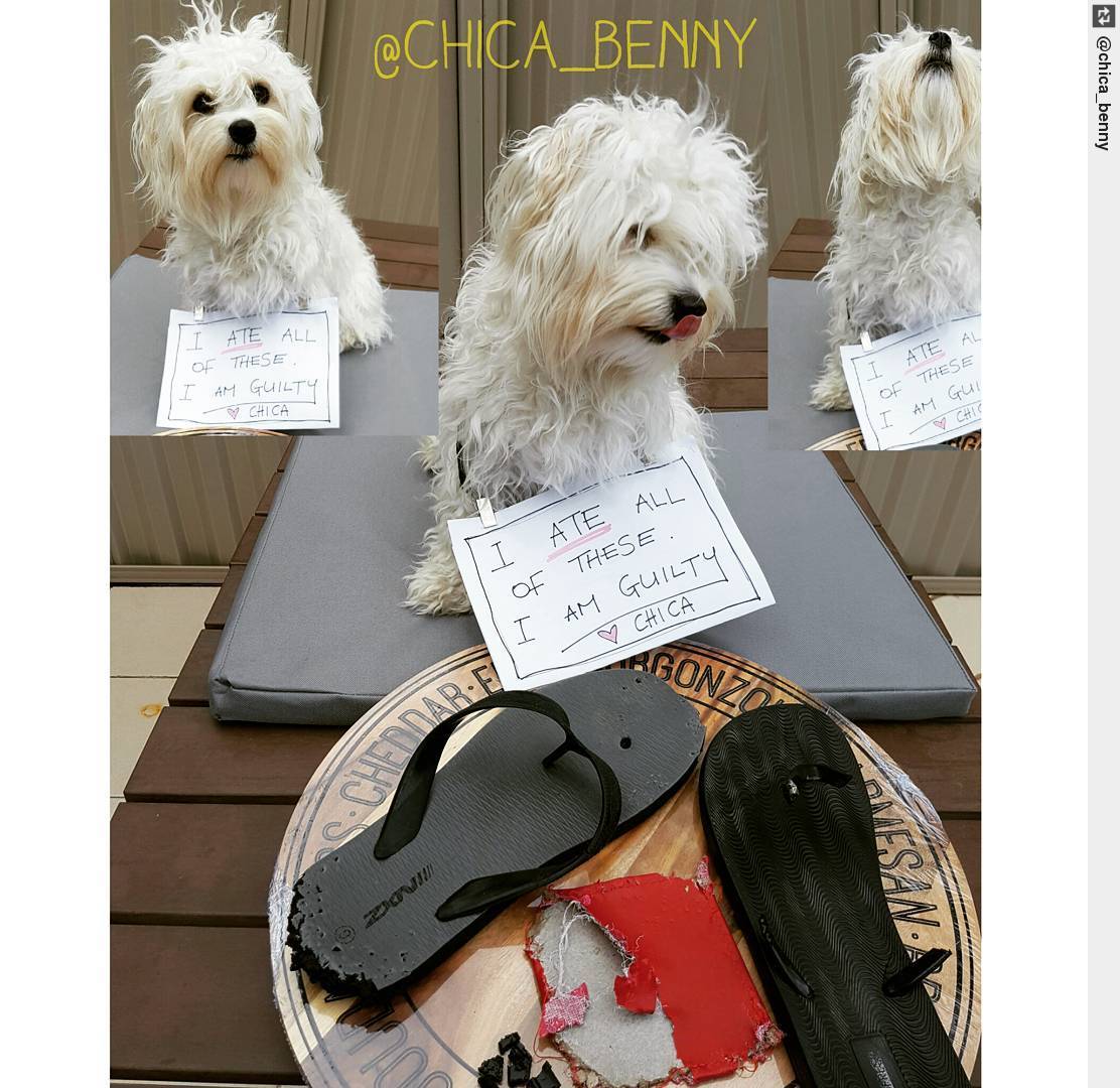 IngloriousDogs's tweet photo. I am the victim here! I don't care what the sign says -I did not have any relations with these items! . #iamnotguilty #youhavenoevidence https://t.co/DqYpRhbJ7H