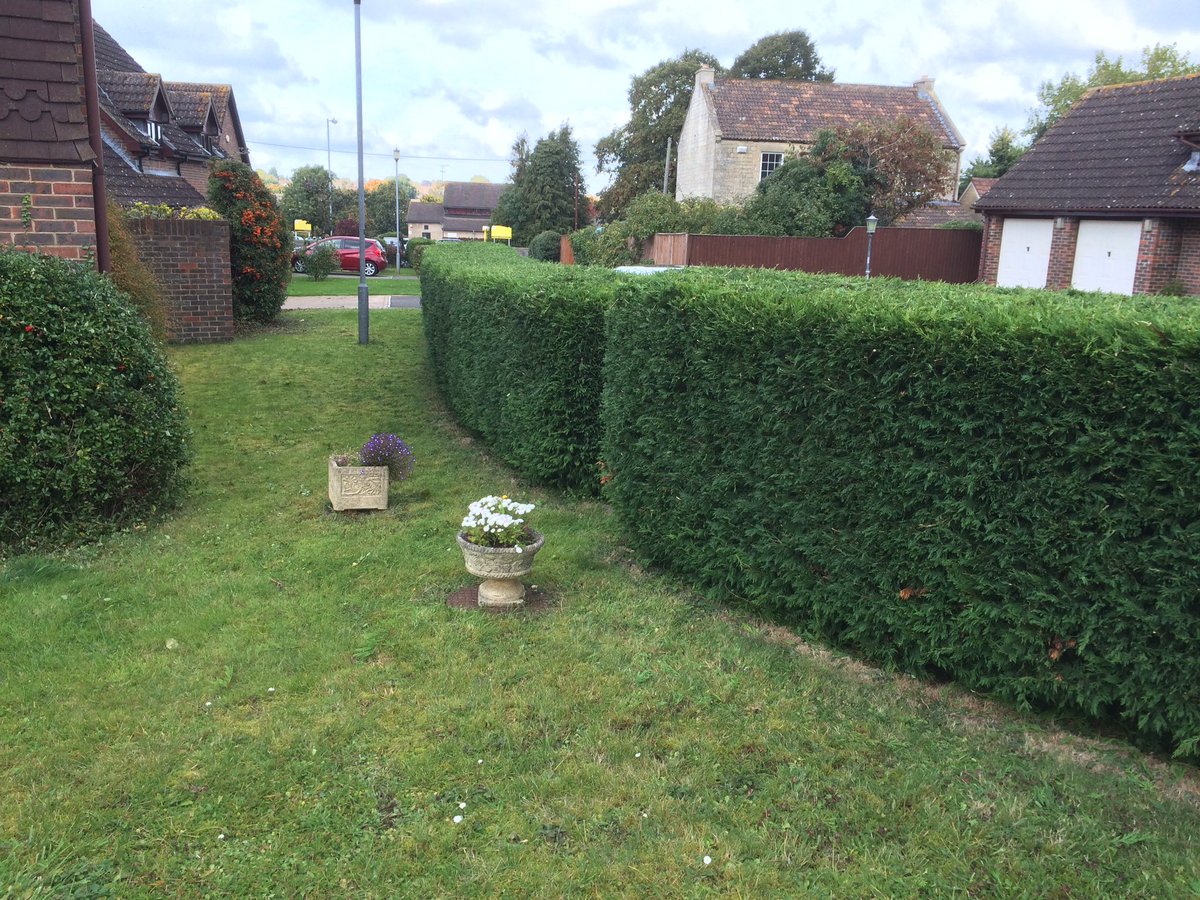 GtTreeServices's tweet photo. #hedge #trimming we do more than just #treesurgery https://t.co/1lk3hgeUSY https://t.co/BwLZZA9uLV