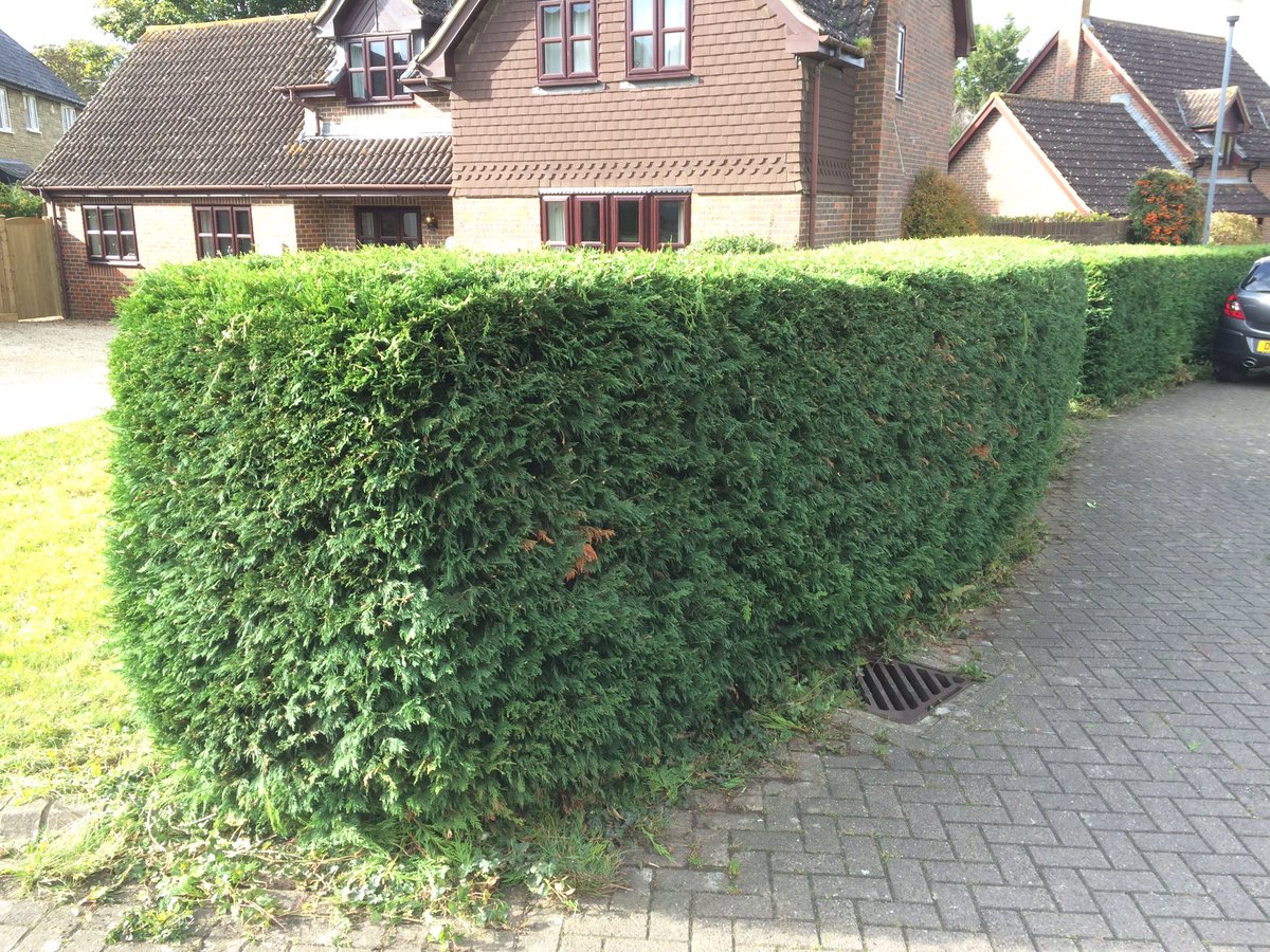 GtTreeServices's tweet photo. #hedge #trimming we do more than just #treesurgery https://t.co/1lk3hgeUSY https://t.co/BwLZZA9uLV