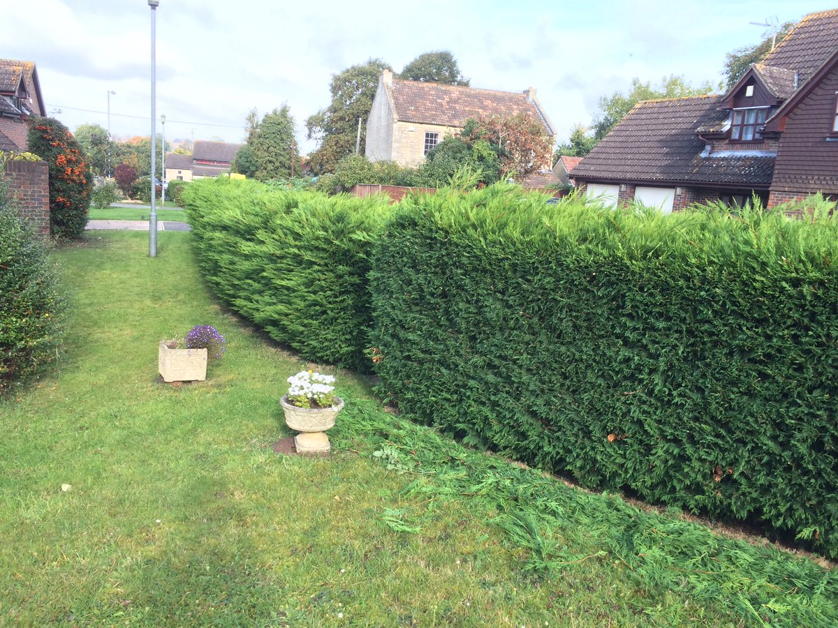 GtTreeServices's tweet photo. #hedge #trimming we do more than just #treesurgery https://t.co/1lk3hgeUSY https://t.co/BwLZZA9uLV