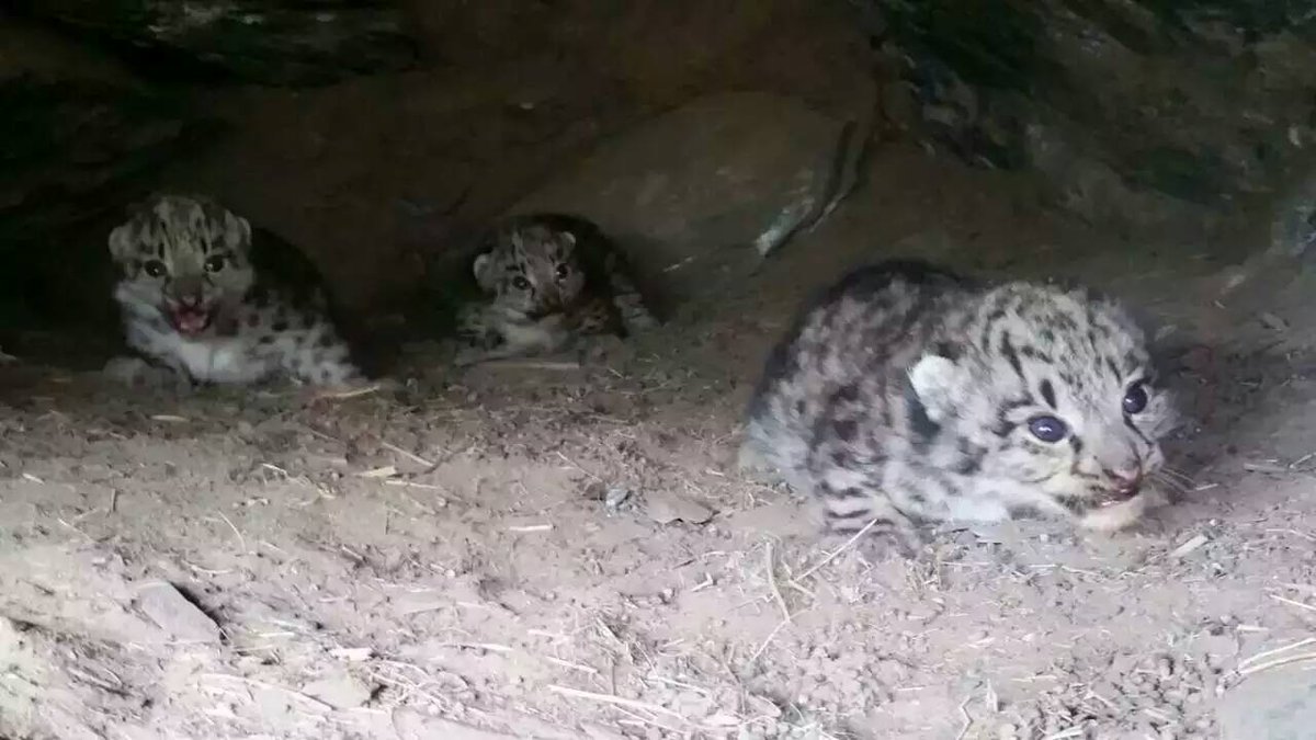 XHNews's tweet photo. Snow leopards spotted more frequently in Zadoi county, a place with most number of the endangered species in China on Qinghai-Tibet Plateau https://t.co/06yjW4lwia