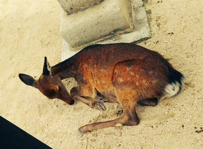宮島のしかちゃんで癒される 