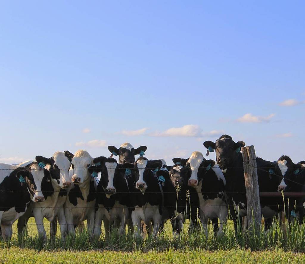 KansasTourism's tweet photo. #KansasCity They thought my cow puns were udderly ridiculous. https://t.co/JzfzzMDOQL