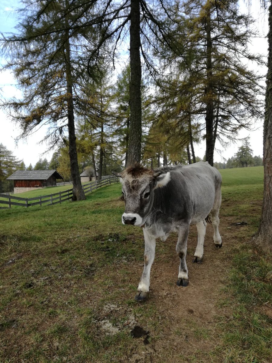 robcastrichella's tweet photo. Davanti a tutto ciò il mio unico pensiero è: perché vivo in città? #madeinaltoadige https://t.co/OxoweEXa1r