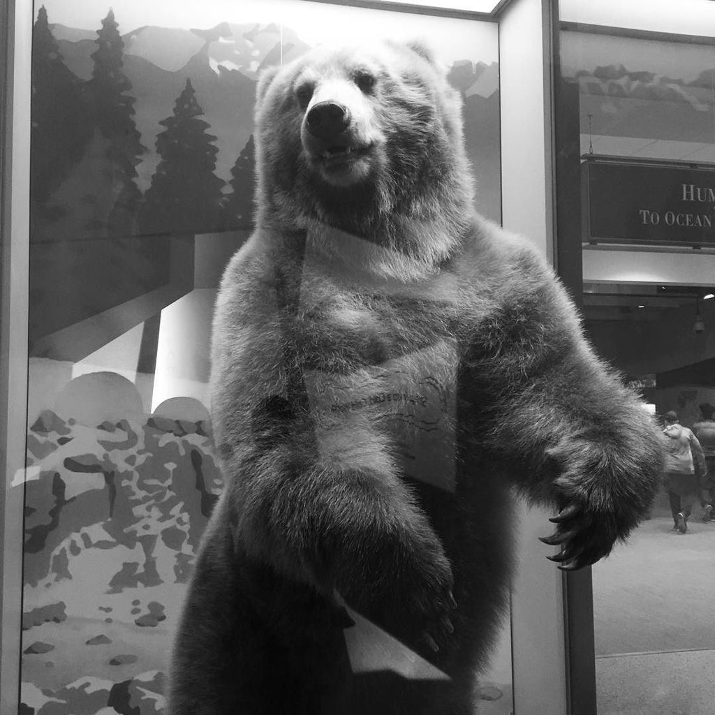 sonnyg's tweet photo. A bear sighting in DC https://t.co/darmumVBfZ https://t.co/pSSYUyI10w