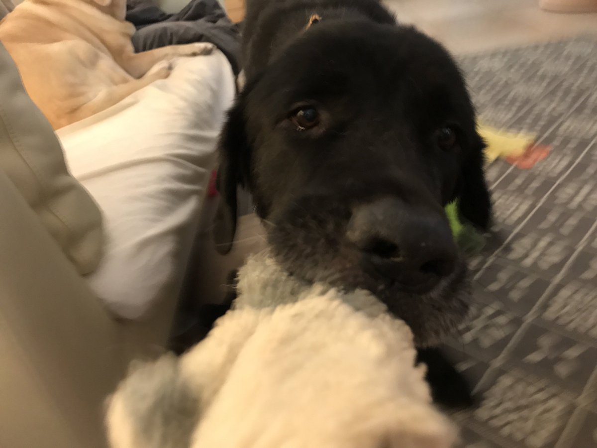 FLKeysLabRescue's tweet photo. I'm toy crazy this morning! I hope my fur ever home will have lots of fun toys! #labrescue #LRRoF #adoptdontshop https://t.co/Fovnwn4vyZ