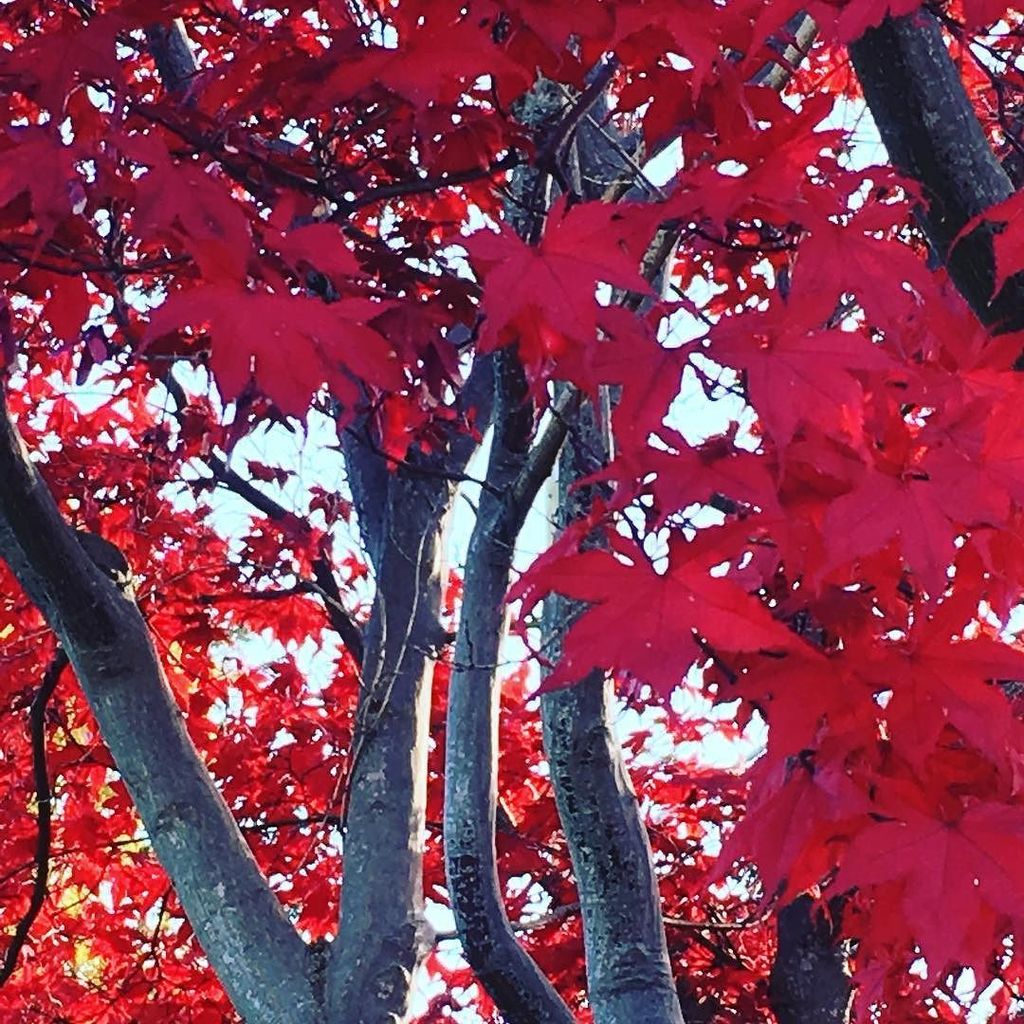 ArtistStrong's tweet photo. Hello fall #artiststrong #colorlove #gratitude https://t.co/7uL9m15ZDN https://t.co/oM9yN4BrtZ