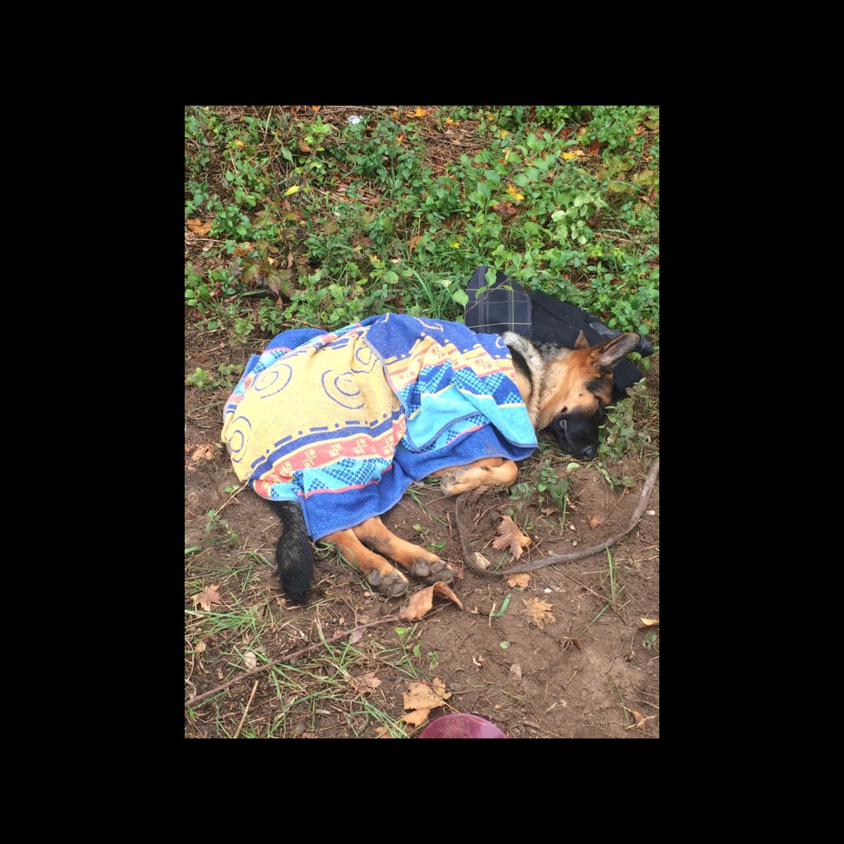 DopeQueen_13's tweet photo. She passed out so cute #Dory #GermanShephardDog 🐶 https://t.co/JzG0V6RNr0