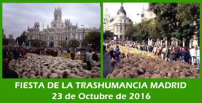 IJordana_'s tweet photo. Fiesta de la Trashumancia en Madrid🐂🐐🐑
Las Vías Pecuarias(125.000km) son de dominio público,#inalienables #imprescriptibles #inembargables https://t.co/ARdX0nNSfR