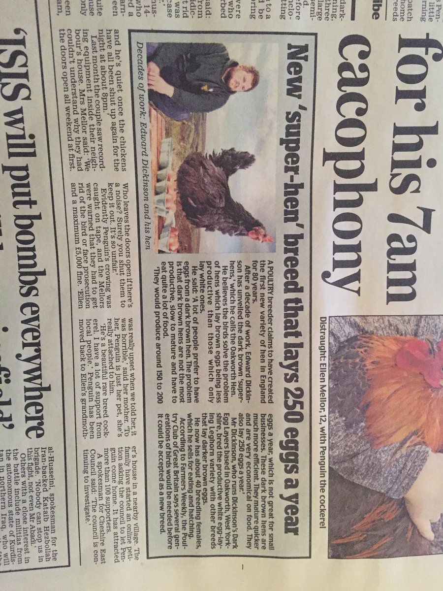 Pocketfarm's tweet image. Eh? I've got a 4yr old Black Rock that lays more brown #eggs than that a year so a commercial cross must do loads more #chickens #nonproblem