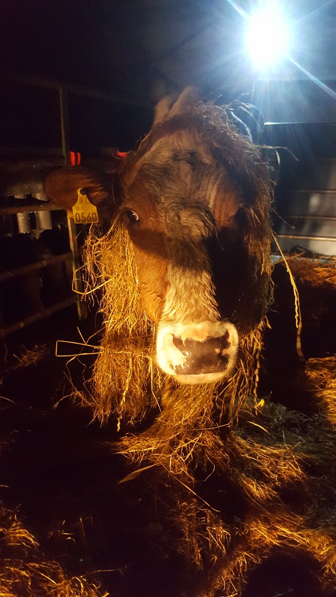 cassiustweets's tweet photo. @PhilipTyndall @Cow785 I put the boy in to tame them a bit... #doesntalwayswork https://t.co/FYFAnSiTmK