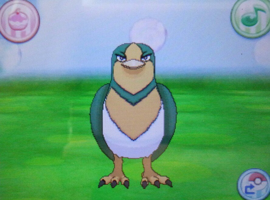 炎龍 Enryu 今日紹介するのは 色違いスバメ進化編 色違いオオスバメ 彡 格好良い T Co Maksvp62eu Twitter 炎龍 Enryu 今日紹介するのは 色違いスバメ進化編 色違いオオスバメ 彡 格好良い T Co Maksvp62eu Twitter