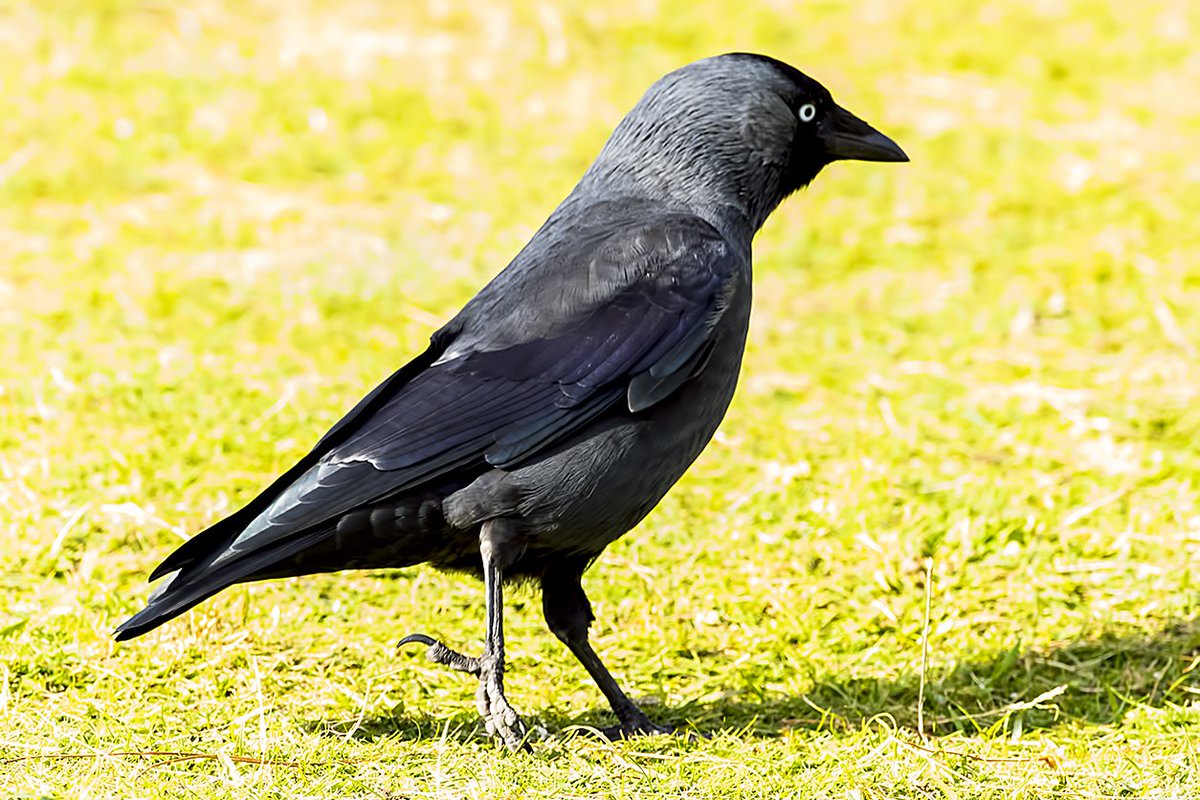 Raven (WMZ) Carrion Crow &amp; Jackdaw (Great Orme) last week in North Wales <a href="/Tory575France/">sarah france</a> <a href="/PhilipMillns/">Philip Millns</a>