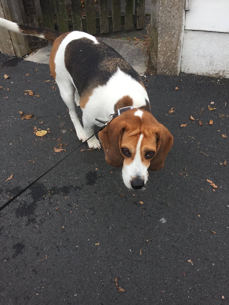 FOUND tri beagle male. #Widnes #Cheshire now with dog warden. Pls RT facebook.com/TeamBeagleLost…