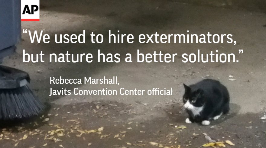 AP's tweet photo. Initiative puts New York City's numerous feral cats to work - and gives them a second chance. https://t.co/Y9p1epn1uC https://t.co/jKROOhfgKF