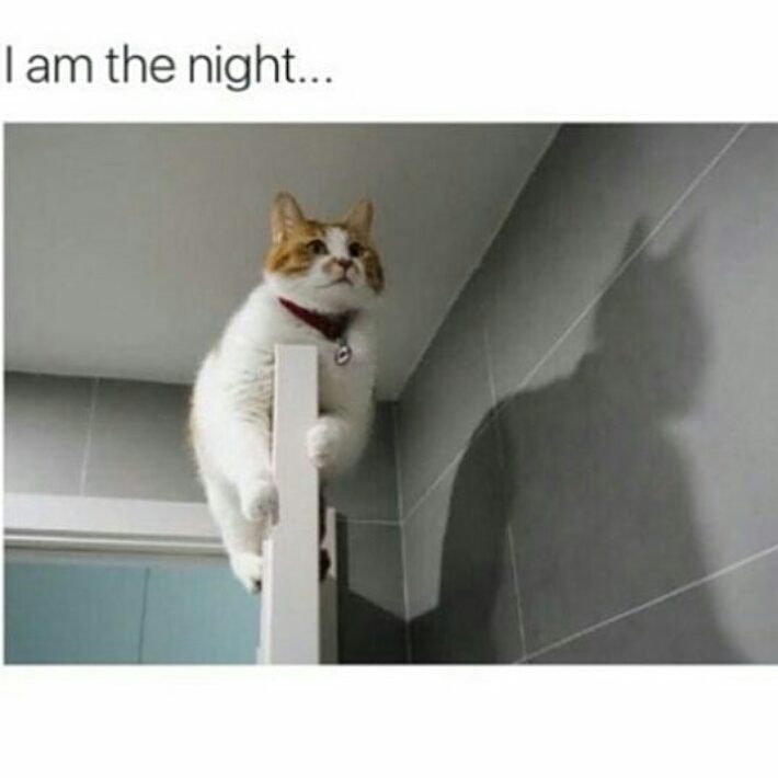 😹