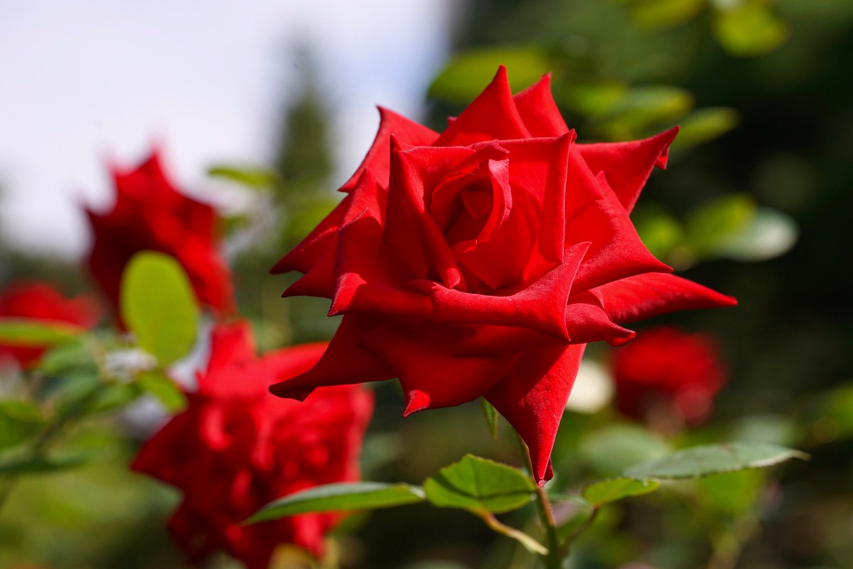 紅バラ