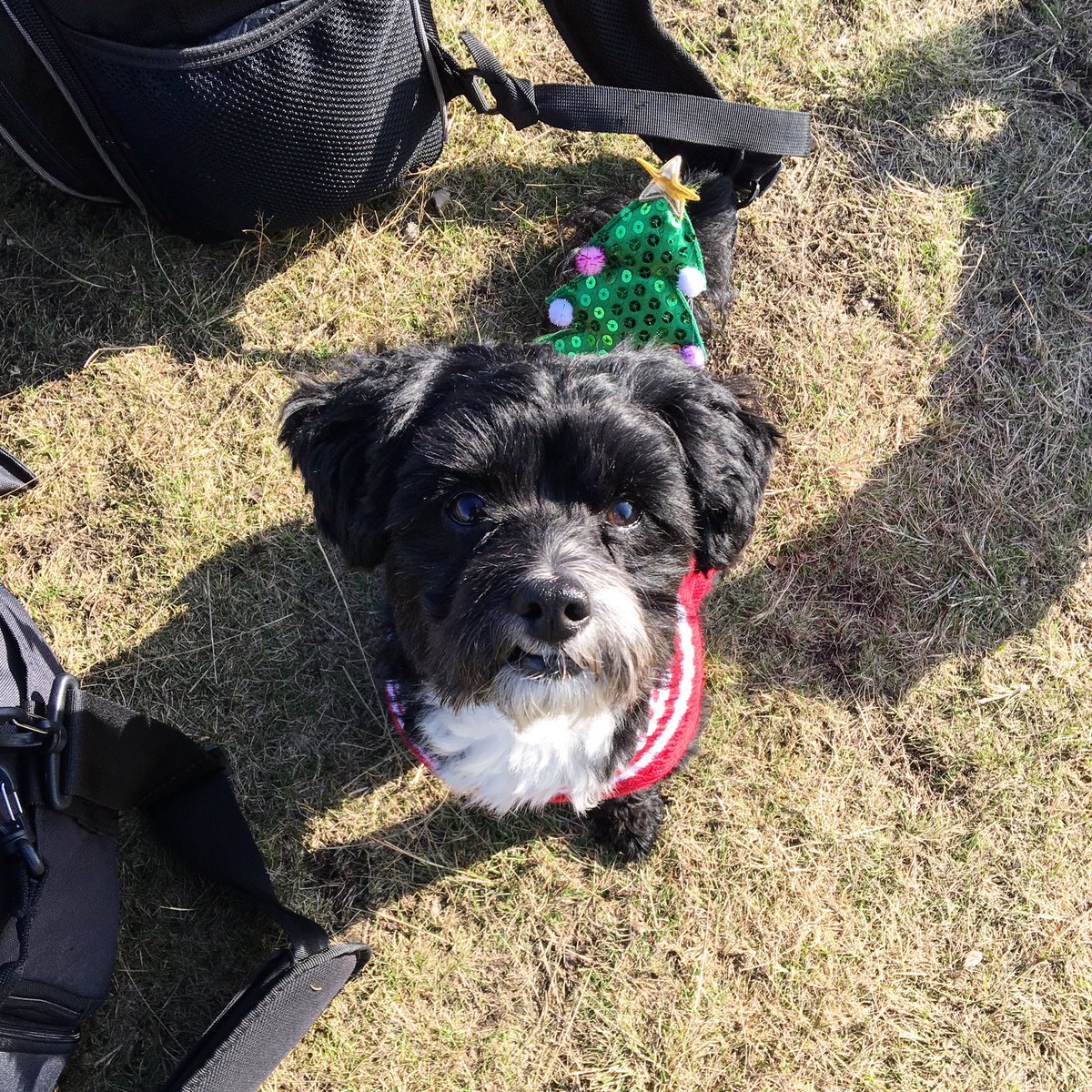 On location today for <a href="/K9Magazine/">K9 Magazine</a> Christmas shoot with my buddies from Royal Walkies 📸🐶🐶🐶🐶🐶🎄🐾