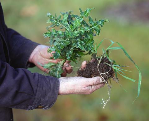 KINZLER: Is a changing climate affecting our yards and gardens? farmandranchupdates.com/2016/10/22/kin…