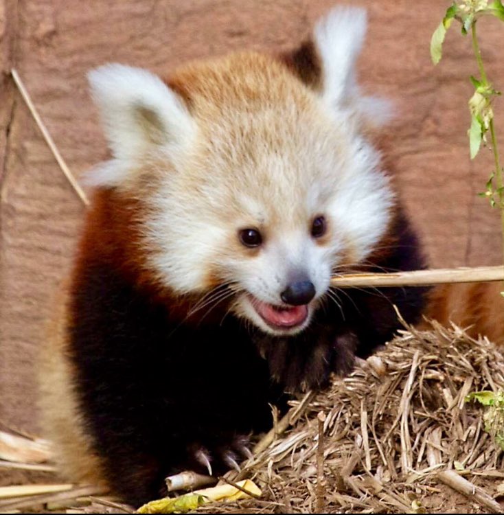 okczoo's tweet photo. We spy Sabi's first tooth! #SabiSaturday #RedPanda #AmbassadorsofAwe 📷: Gillian Lang https://t.co/Q3EmFjsYfI
