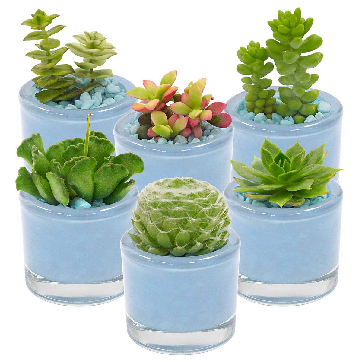 luludiart's tweet photo. Blue or pink? https://t.co/c8GVnJ1wqo
#succulent #terrarium #centerpiece #hostessgift #windowsil #officedecor #love https://t.co/3JD0VWvDn8