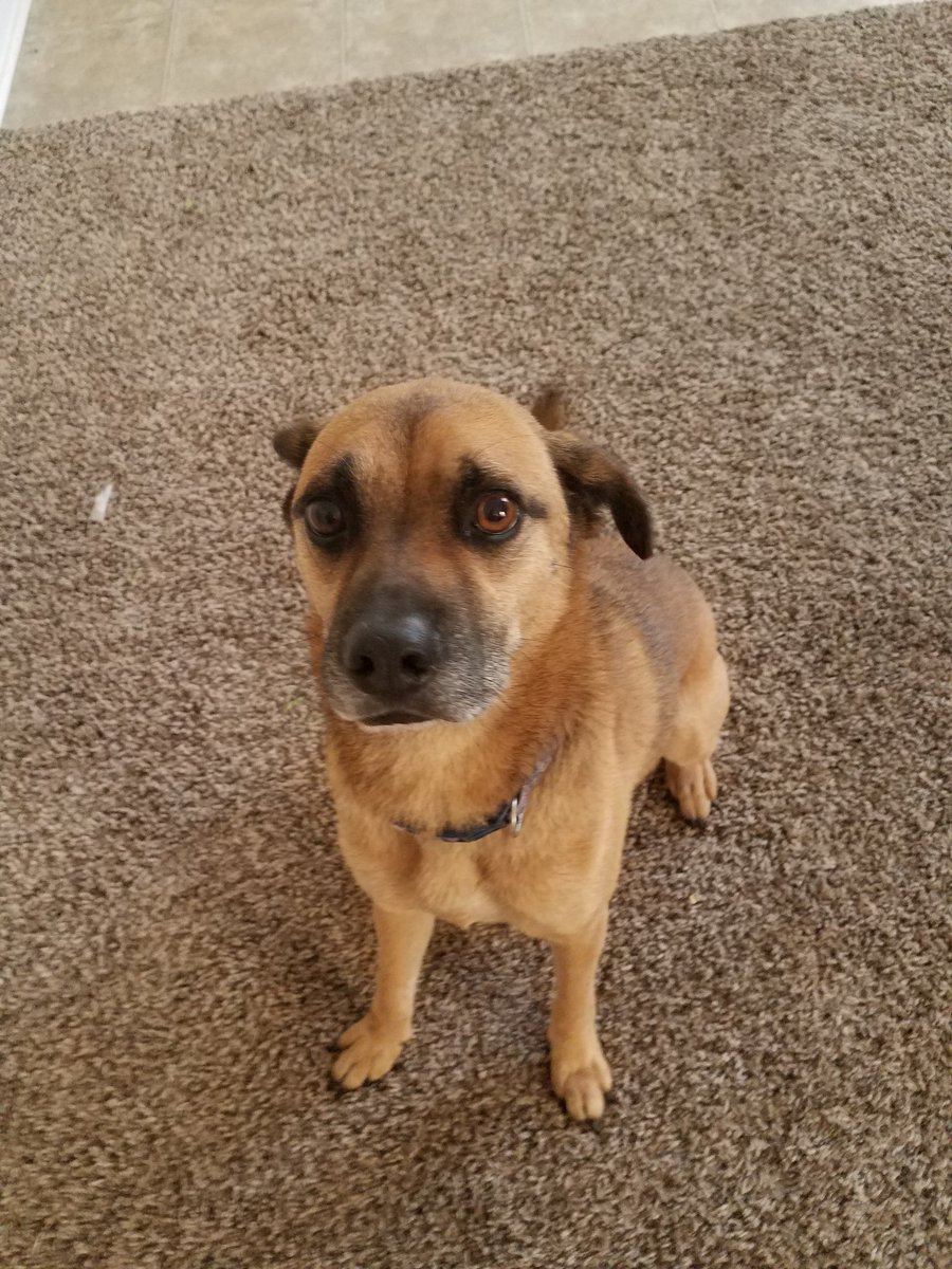 TakeCourageMom's tweet photo. It's also so hard to find places that #rent and allow dogs. This one saved me multiple times from #abuse How can you say no? #rebuild2016 https://t.co/5PES7I6Enz
