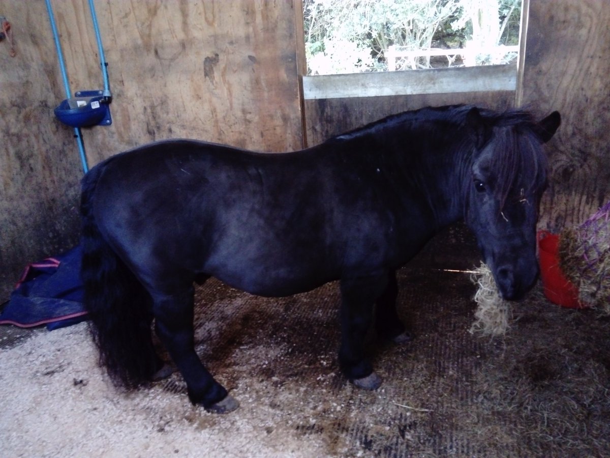Naomia123's tweet photo. Olly says he's all ready for his dressage debut tomorrow @EquineHour @CSJDujardin #minivalegro #shetlandscandodressage https://t.co/64nuemYmXR