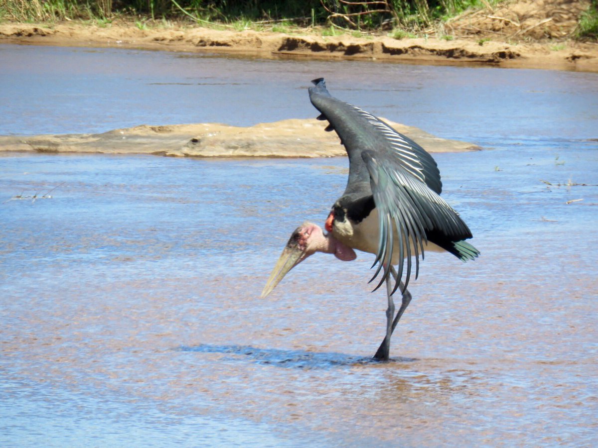KurtSafaris's tweet photo. Marabou Stork at Sabie River close to Skukuza Restcamp @KurtSafaris @LatestSightings @SANParksKNP @KrugerLowveld #safari #birding #travel https://t.co/OgPcsGr9HF