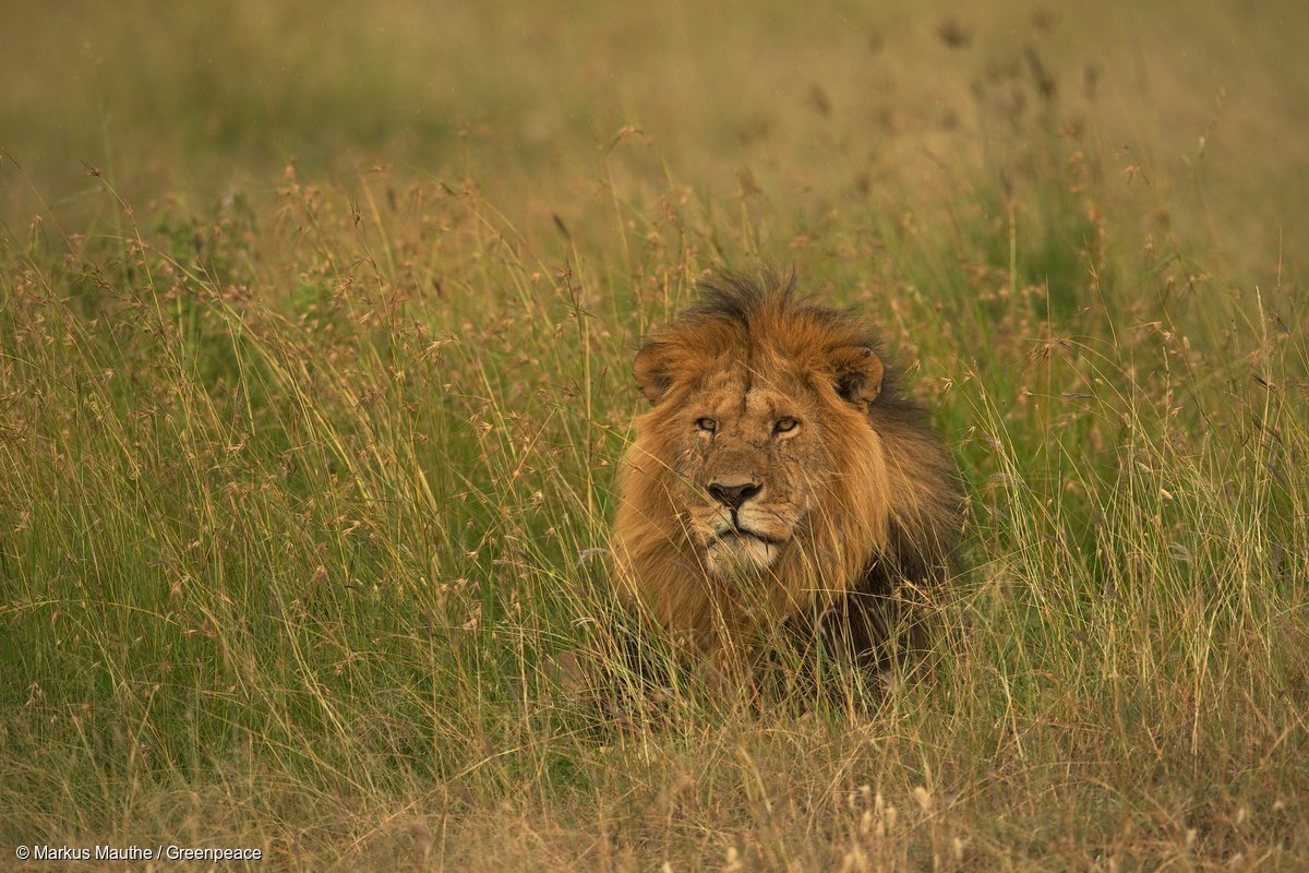 Greenpeace's tweet photo. Hooray! A major step forward for lion conservation: https://t.co/T8zDoZCd3M 🦁 🎉 #lions #wildlife https://t.co/nS4pp0WEew