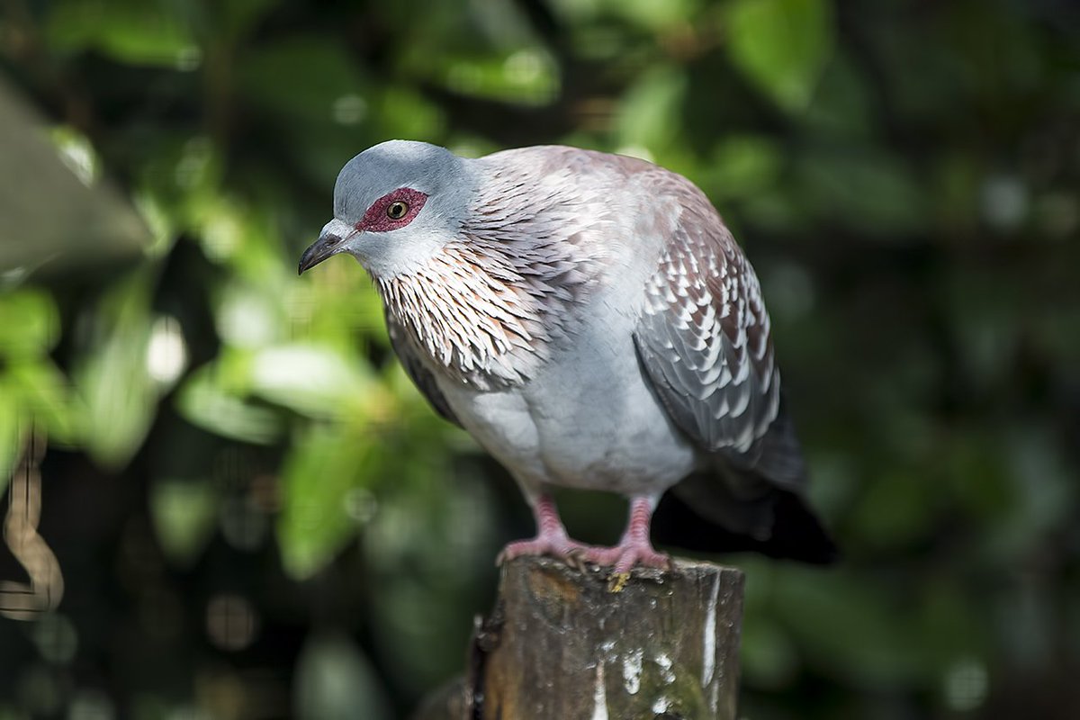 Speckled Pigeon WMZ <a href="/Tory575France/">sarah france</a> <a href="/PhilipMillns/">Philip Millns</a>