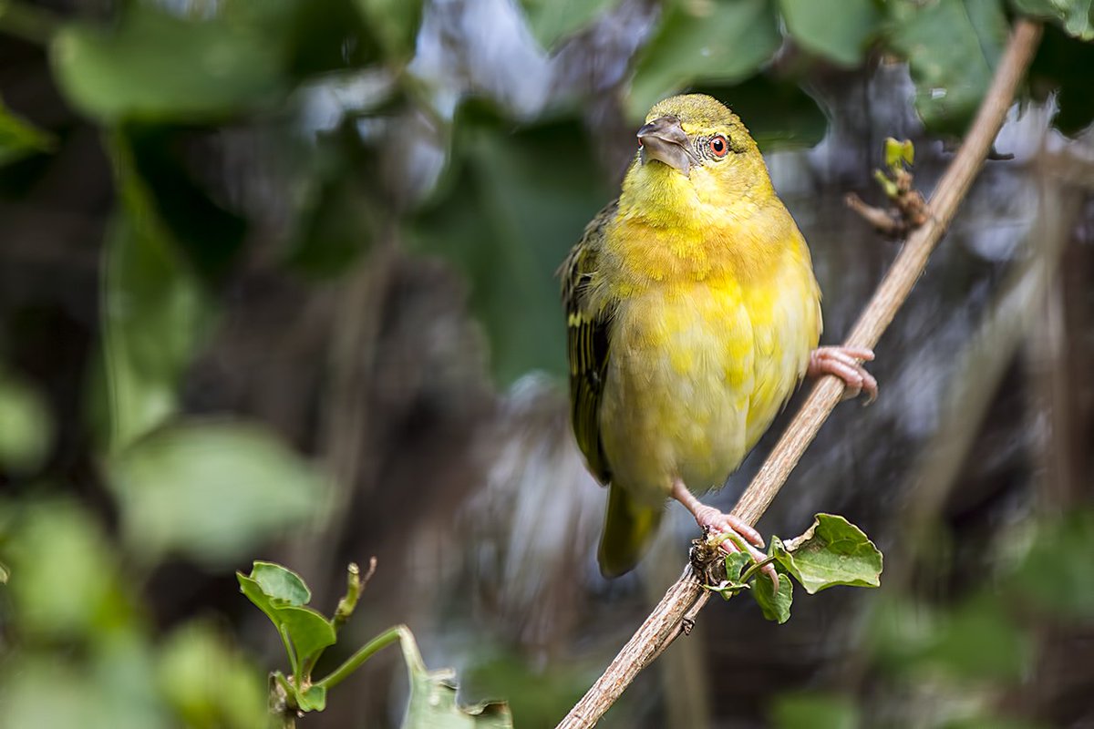 Black-headed Weaver WMZ <a href="/Tory575France/">sarah france</a> <a href="/PhilipMillns/">Philip Millns</a>