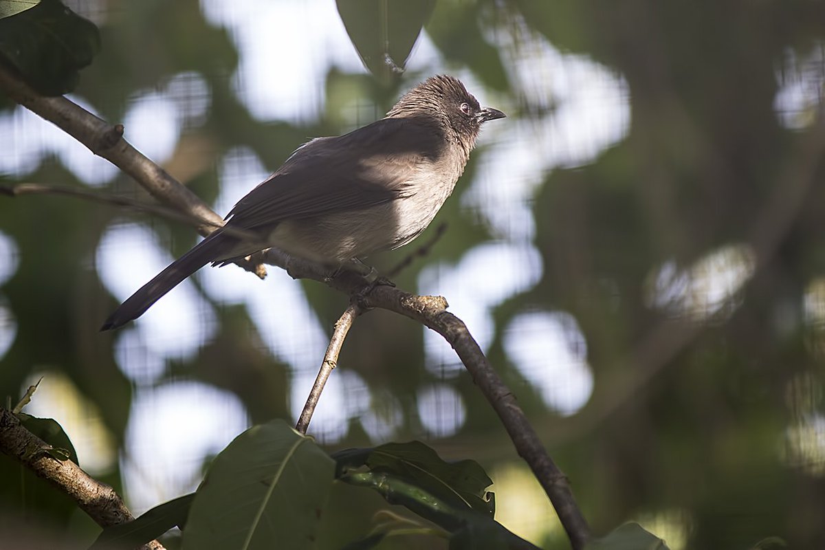 Common Bulbul WMZ <a href="/Tory575France/">sarah france</a> <a href="/PhilipMillns/">Philip Millns</a>