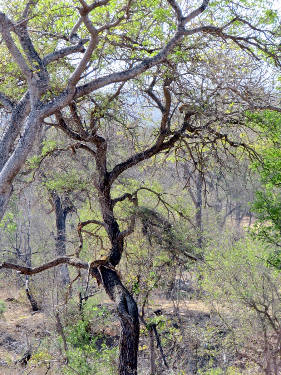 KurtSafaris's tweet photo. WOW 2 Leopard's in one tree what a great sighting. #safari  #Wildlife #KrugerPark @KurtSafaris @LatestSightings #OnSafari  #BigCats https://t.co/8gX68pqFWe