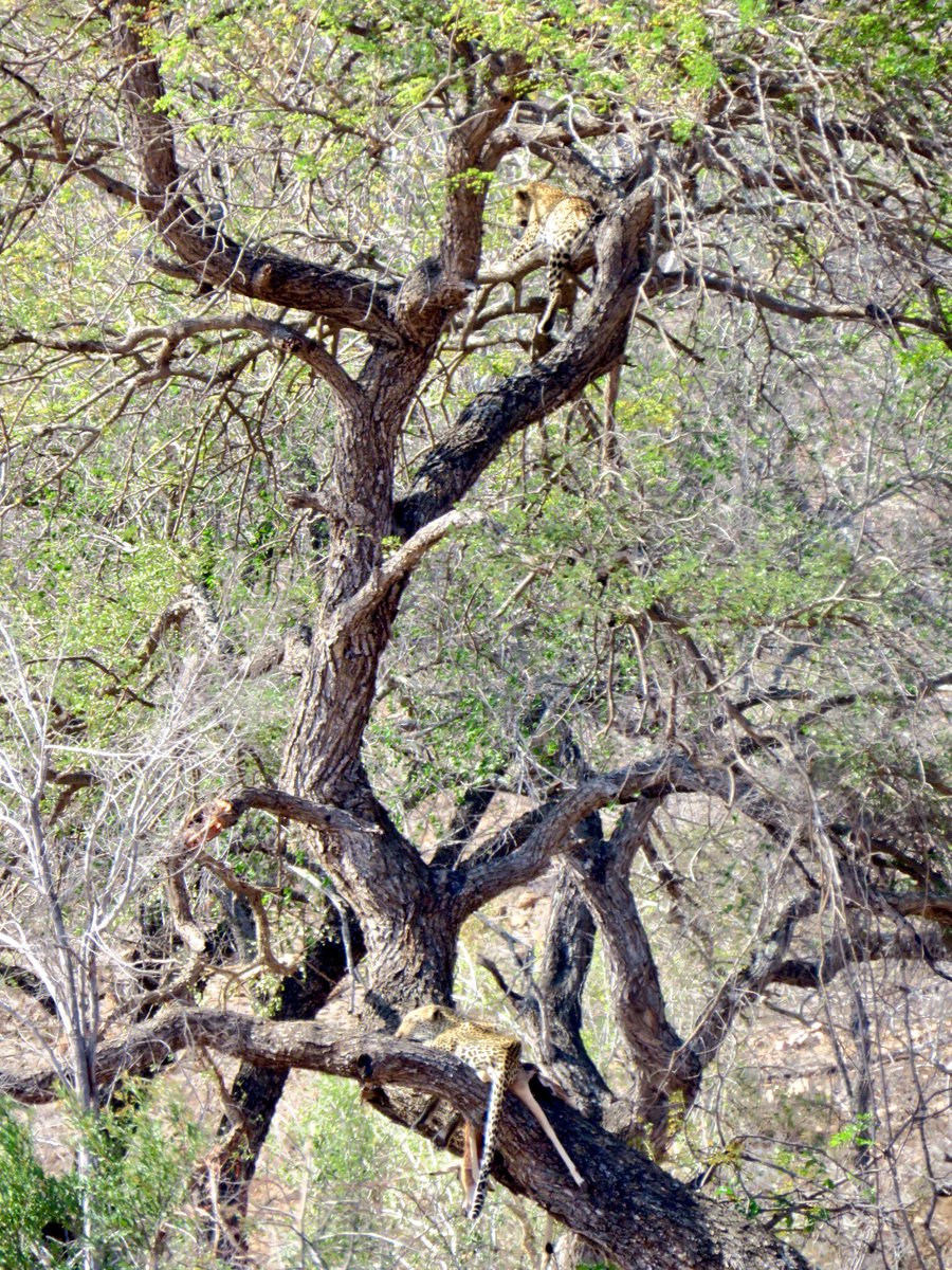 KurtSafaris's tweet photo. WOW 2 Leopard's in one tree what a great sighting. #safari  #Wildlife #KrugerPark @KurtSafaris @LatestSightings #OnSafari  #BigCats https://t.co/8gX68pqFWe