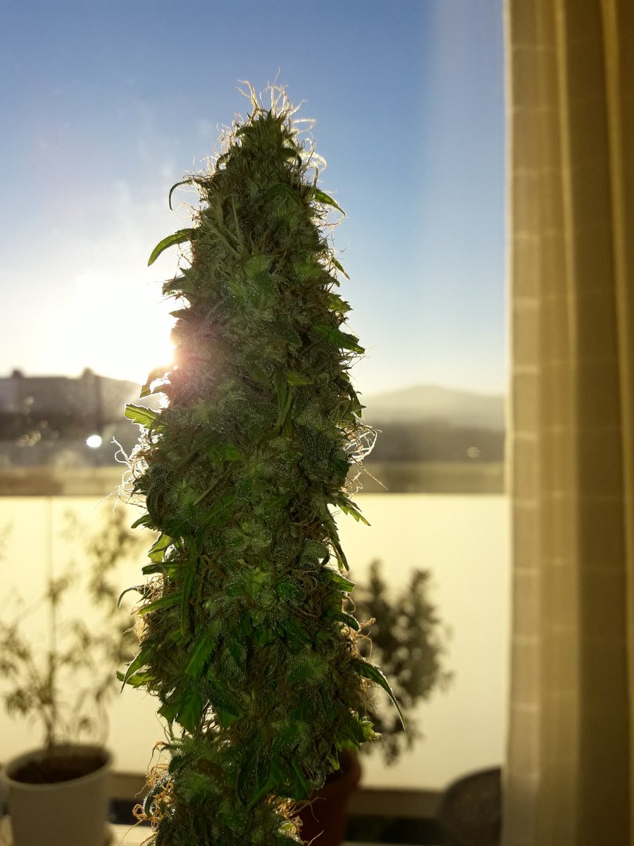 Apez140's tweet photo. @Weedpinbell @cogollosabroso @evogrun @bubba_kush93 @el_tirandela @lamotagrow @CannabisComuni @MMGUANAgrowshop @info_seeds @Supacrop https://t.co/coC857iY5Y